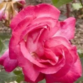 Rose Gaujard Hybrid Tea Rose (Rosa Rose Gaujard) 3